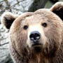 cropped-grizzly1.jpg